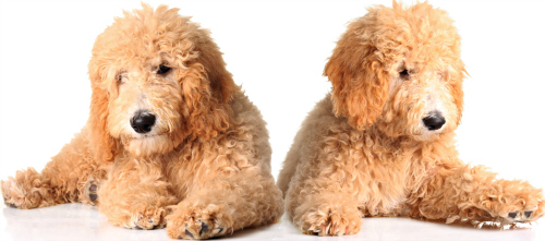 Allergikerhunde Welpen
