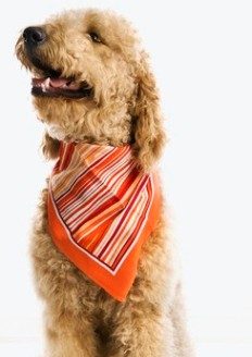 Goldendoodle