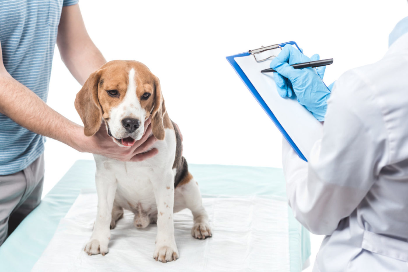 Hund mit Allergie beim Arzt