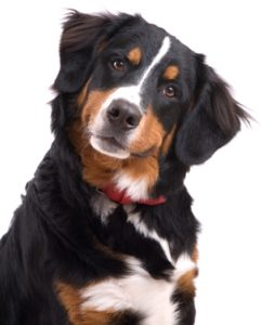 hundeallergie