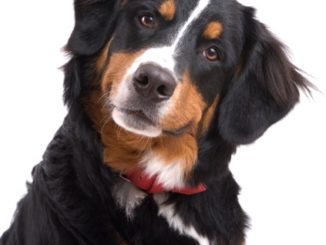 Hundeallergie heilen