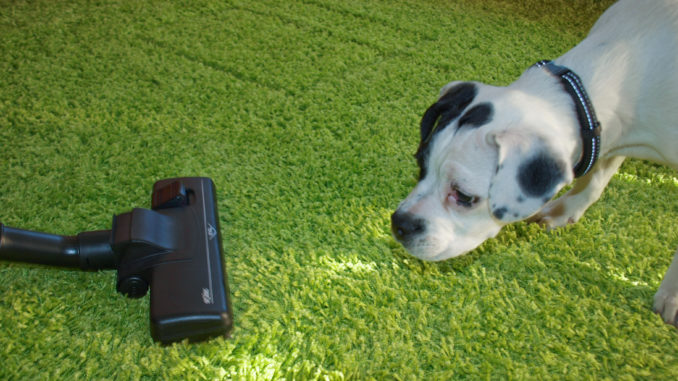 Hundehaare Staubsauger für Allergiker