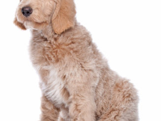 Labradoodle