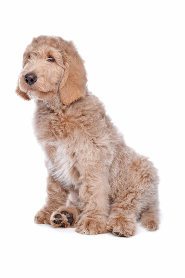 Labradoodle