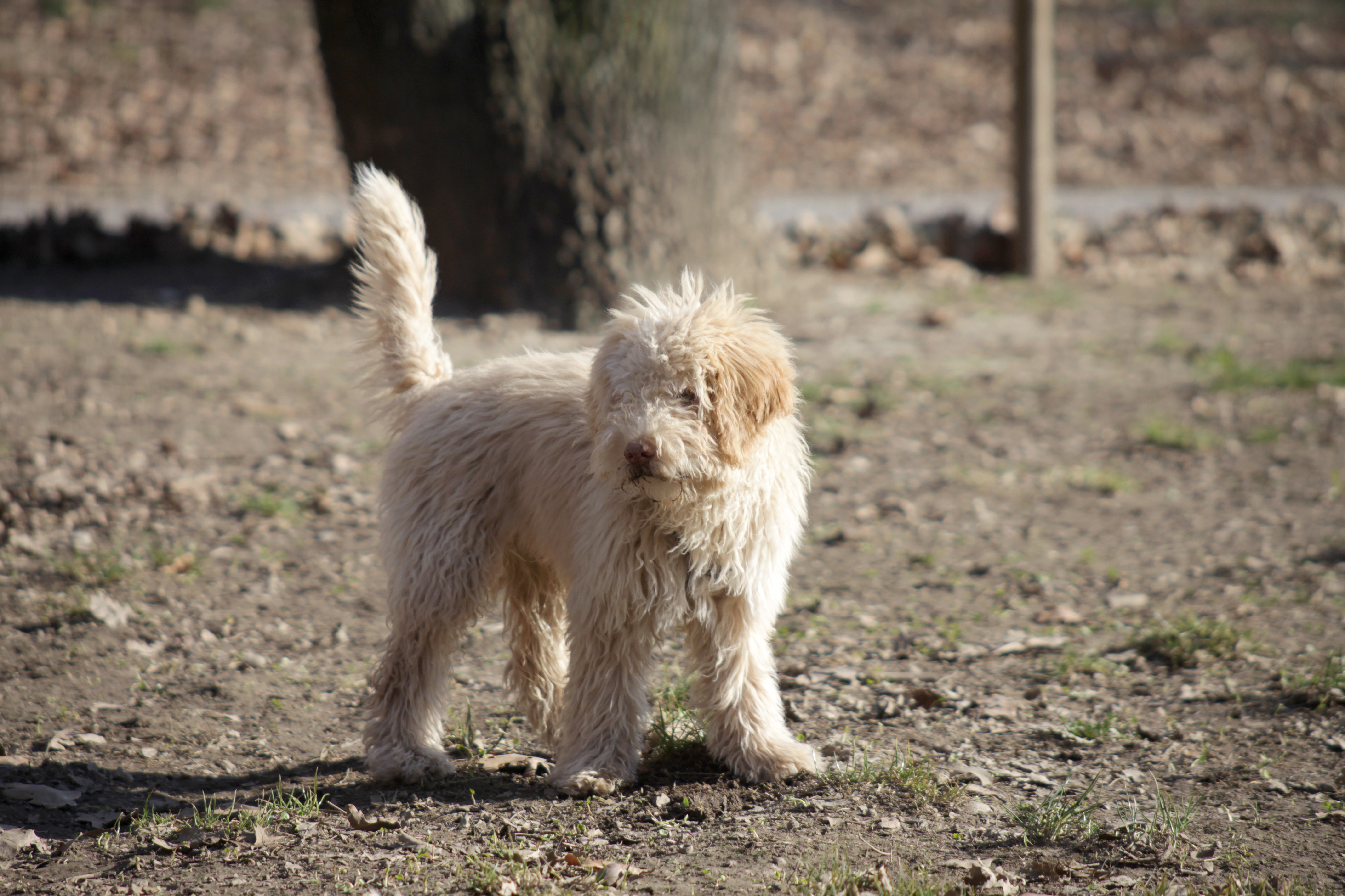 Lagotto Romagnolo